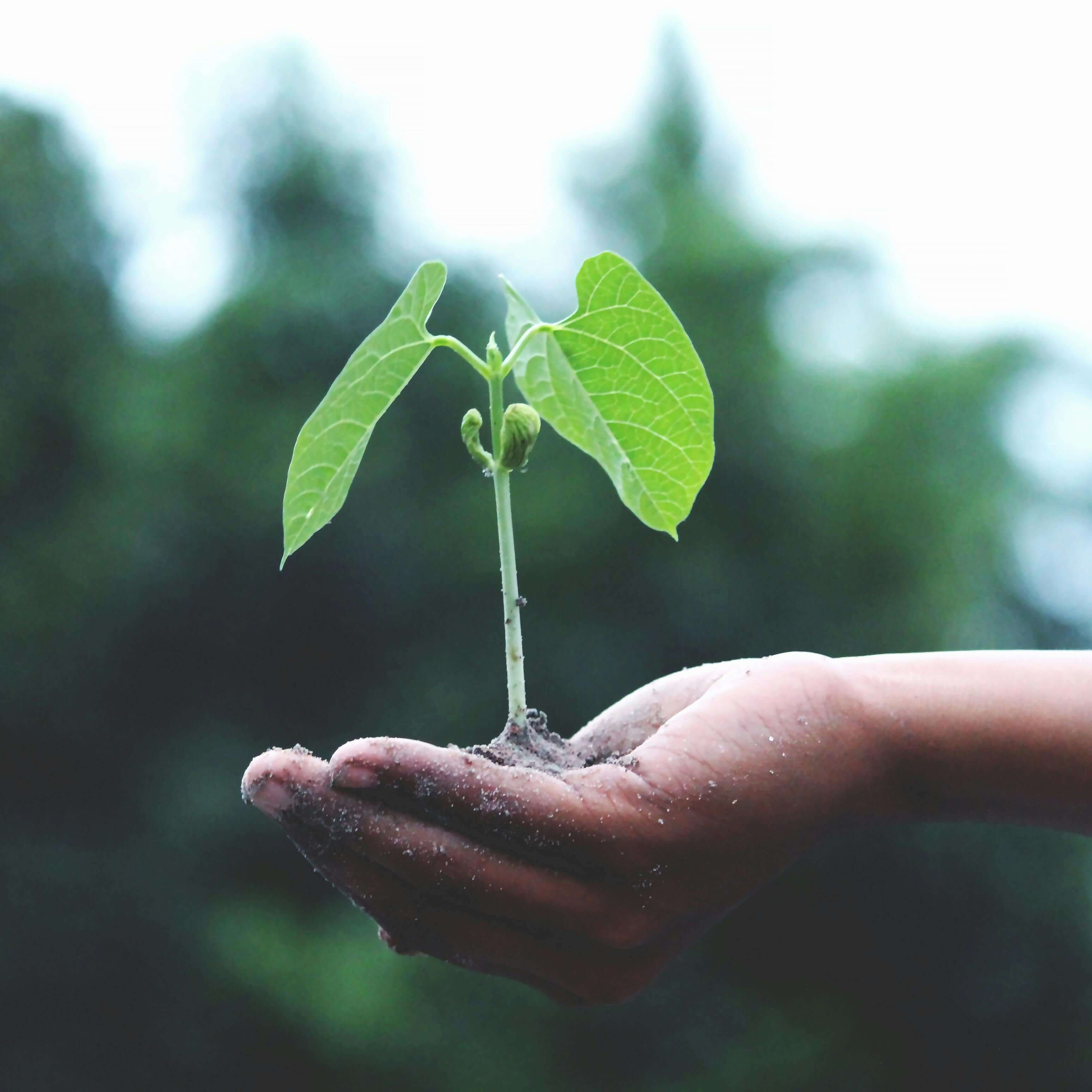 seedling in a persons hand